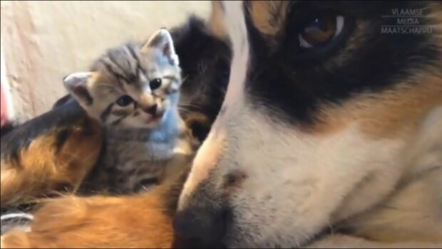 Rozkošné video. Fenka krmí malá koťátka, která byla zavrhnuta matkou. "Zajišťuje jim tu nejlepší péči. Je vidět, že je nadevše miluje"