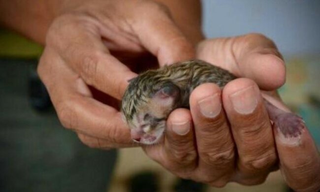 Muž našel kotě v přírodě. Ukázalo se, že kocour je skutečný poklad