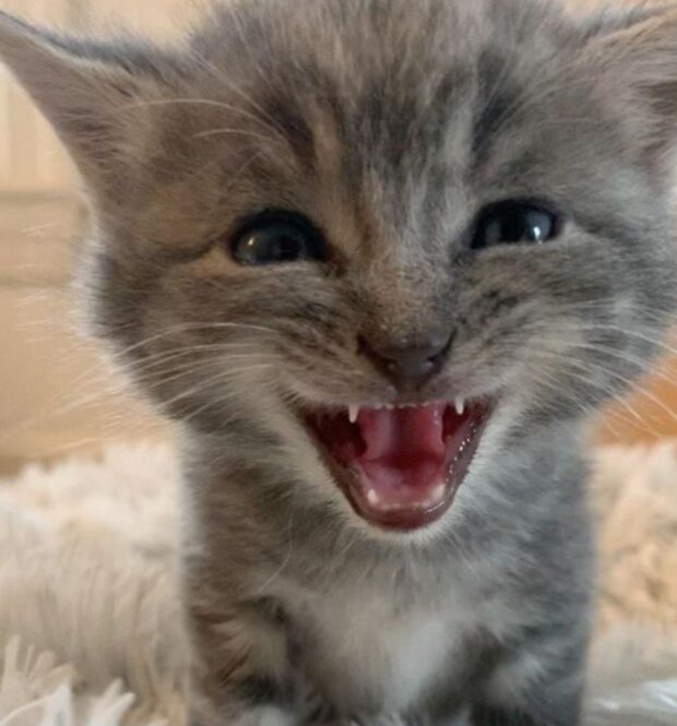 Kočka. Foto: snímek obrazovky YouTube