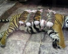 Tygřice přišla o svá mláďata a upadla do deprese. Tehdy si pracovníci zoo oblékli prasata se v pruhované obleky a spustili je do klece