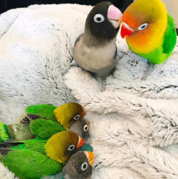 Papoušci. Foto: snímek obrazovky laykni.com