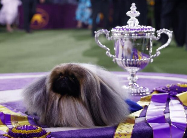 Pes. Foto: snímek obrazovky dailymail.co.uk