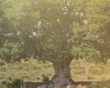 Proč byly nemocné děti zahnány do dutin stromů: "léčba", která pomáhá léčit dítě, která existovala až do počátku 20. století