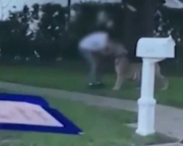 Tygr kráčel tiše mezi domy. Foto: snímek obrazovky YouTube