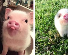 Tato krásná prasata