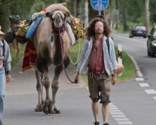 Zvířata také chtějí cestovat: v Německu chytili velblouda, který překonává obtížnou cestu z Polska do Francie