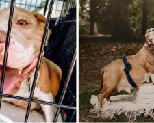 Ochránci zvířat zachránili těhotného psa, který se dostal do útulku, a udělali z něj skutečný fotomodel