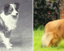 Jak vypadaly moderní plemena psů před 100 lety