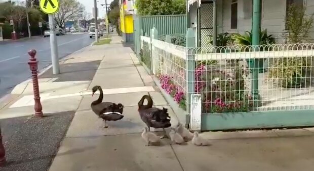 Rodina labutí-chodců dodržuje pravidla silničního provozu