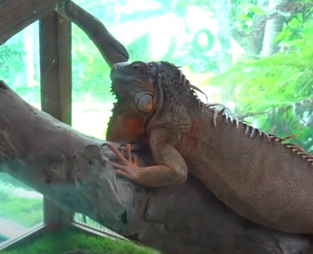 Zoo. Foto: snímek obrazovky YouTube