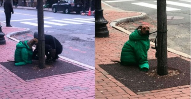 Žena dala pejskovi na ulici svou bundu, aby mu bylo teplo. "Musela jí být strašná zima, ale obětovala se pro čtyřnohého kamaráda"