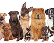 Fotografie: worldluxrealty.com