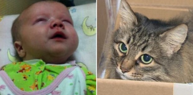Mateřský instinkt: dítě bylo ponecháno v suterénu a kočka ho zachránila svým teplem