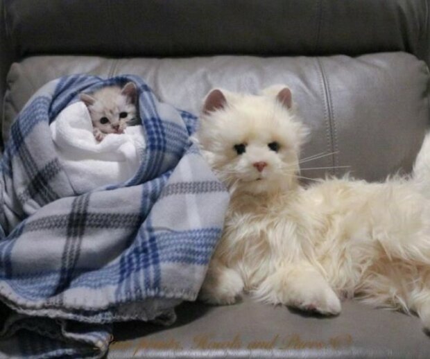 Fotografie: duck.show