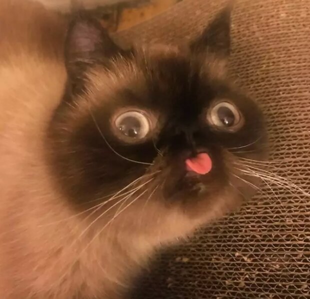 Fotografie: instagram.com/neko.ikiru.san