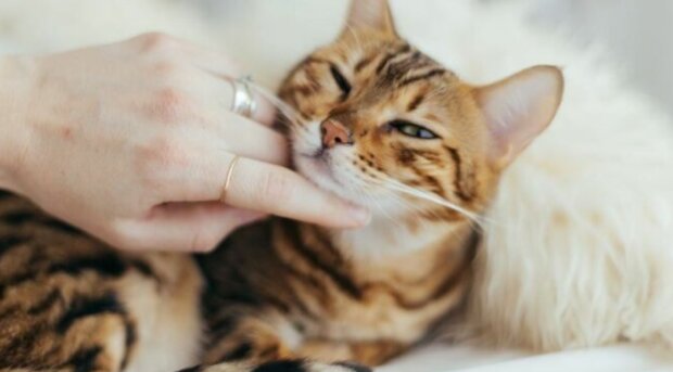 Fotografie: dailymail.co.uk