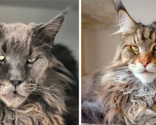 Ideální mazlíček pro rodinu s dětmi: Mainská mývalí kočka, nejoblíbenější domácí kočky