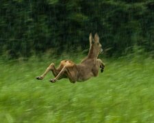 Pokouší se pořídit fotografie divoké zvěře, které se ukázaly jako naprostá selhání