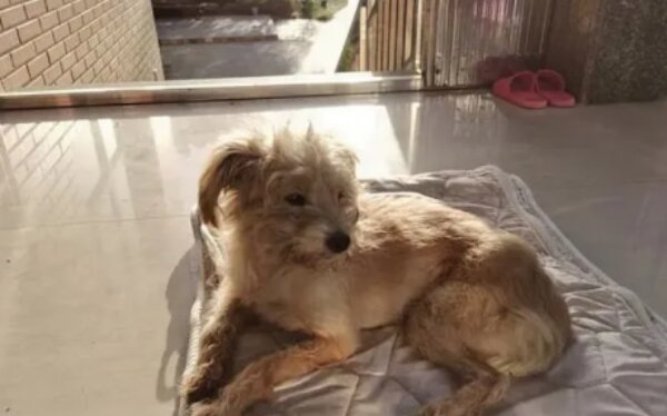 Pes. Foto: snímek obrazovky goodhouse.ru