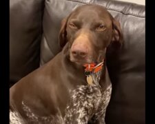 Pes. Foto: snímek obrazovky Facebook