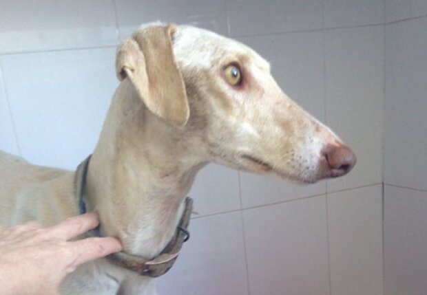 Mateřský výkon: zraněný pes prošel 3 km, aby zachránil štěňata