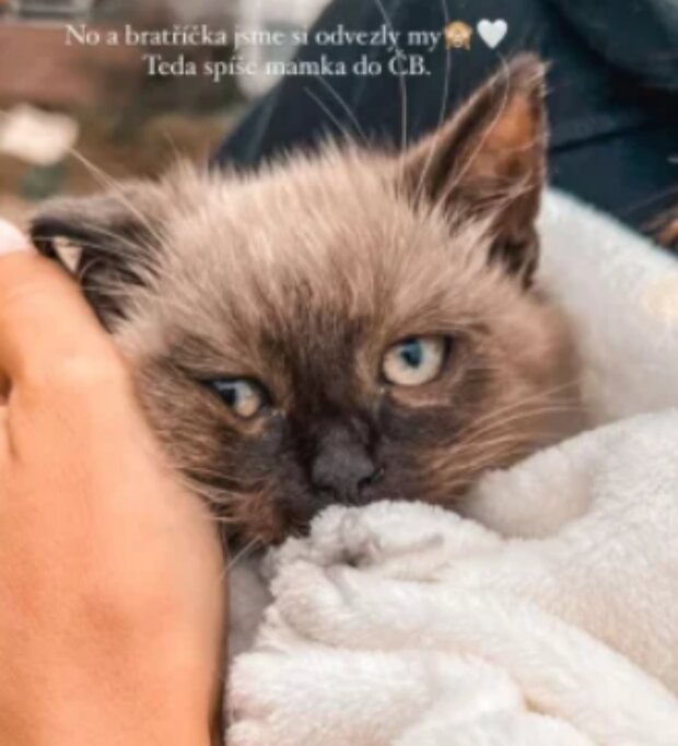 Kočka. Foto: snímek obrazovky Instagram