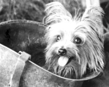 "Živé hračky": slavná a prastará historie malých dekorativních psů