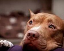Jedenáctiletý pitbul vycítil nebezpečí a nepustil majitele uvnitř domů