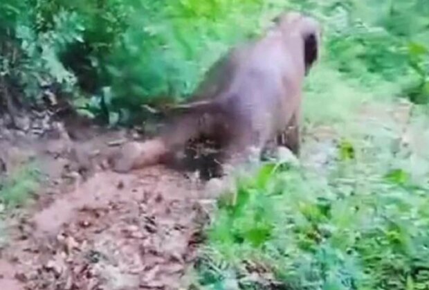 Slon. Foto: snímek obrazovky YouTube