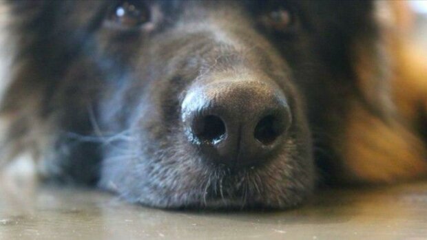 Šestý smysl: nos psa může z dálky zachytit tepelné záření