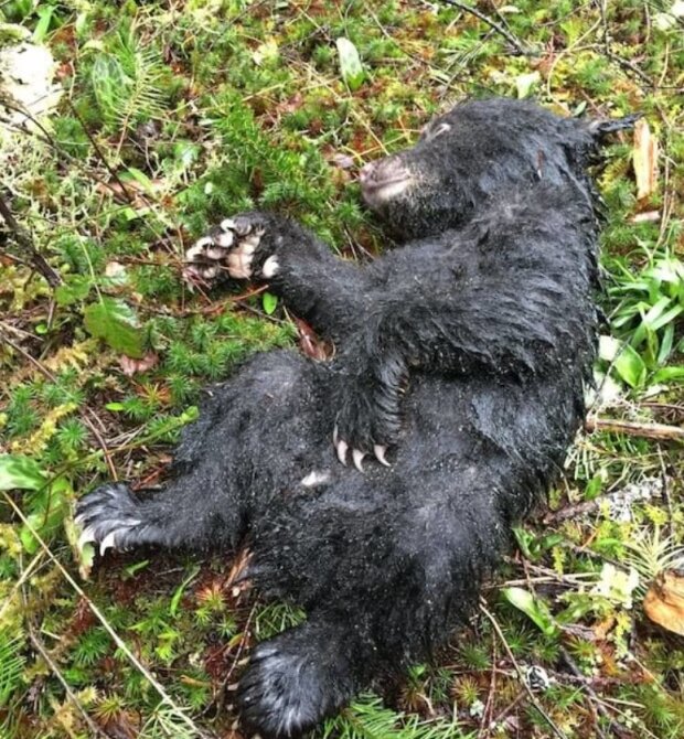 Medvěd. Foto: snímek obrazovky storyfox.ru