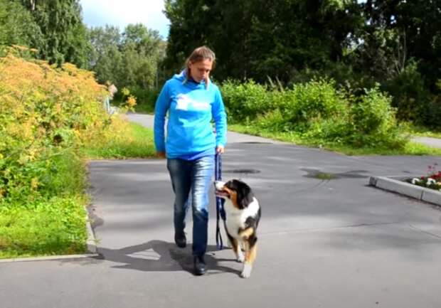 Pes. Foto: snímek obrazovky YouTube