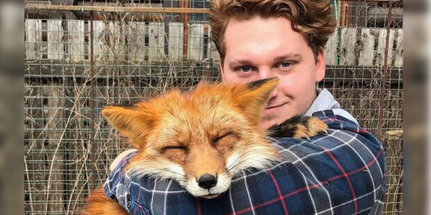 Liška Woodyho zachránili z kožešinové farmě: jak vypadá liška po pěti letech