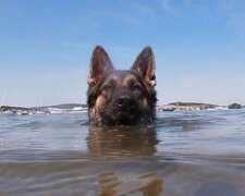 Pes několik hodin plaval k pobřeží, aby zachránil svého majitele: celý svět nyní zná ovčáka hrdinu