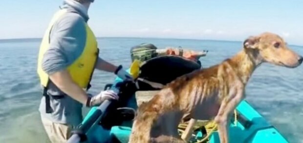 Neobvyklý záchranný příběh: pes se ocitl na pustém ostrově a mohl doufat jen v zázrak