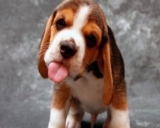 "Chůvy s ocasem": pět nejlepších plemen psů pro rodiny s dětmi