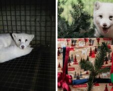 Ochránci zvířat zachránili polární lišku z kožešinové farmy a dokázali, že jeho šťastná tvář je lepší než všechny kožichy