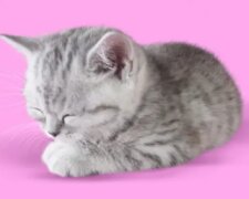 Jak muž ukradl 500 000 dolarů a utratil je za rodokmenová koťata