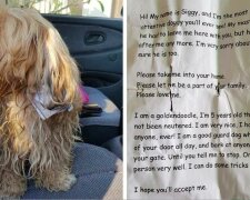 Muž zachránil psa, na jehož krku našel vzkaz. Nebyla to adresa majitele, ale jeho smutný příběh