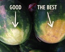 Zkušený farmář sdílel tipy správného výběru melounu