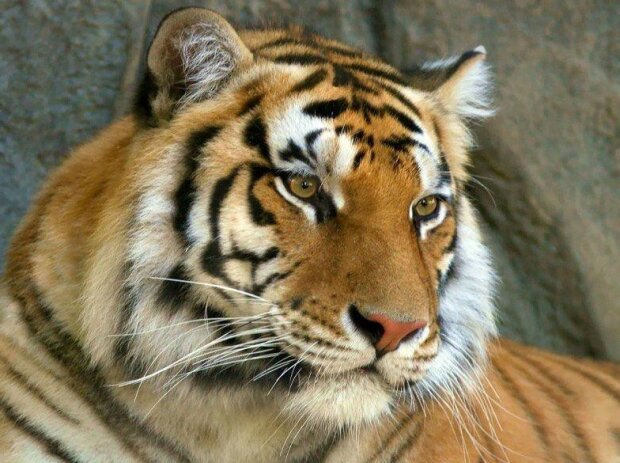 Fotografie: publy.ru