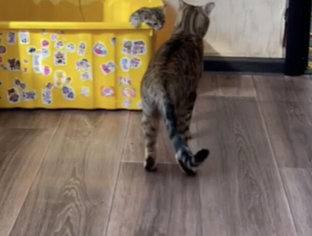 Kočka. Foto: snímek obrazovky TikTok