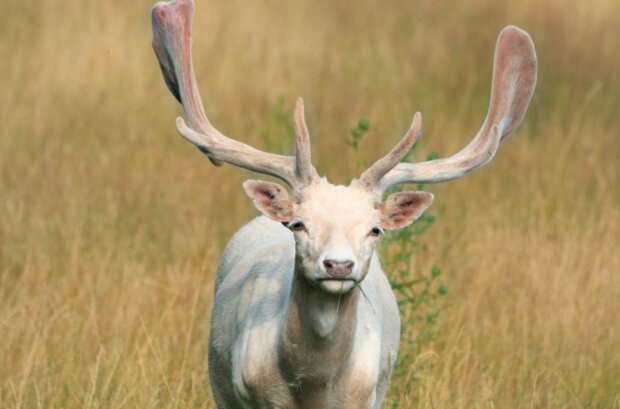 Fotografie: joinfo.com