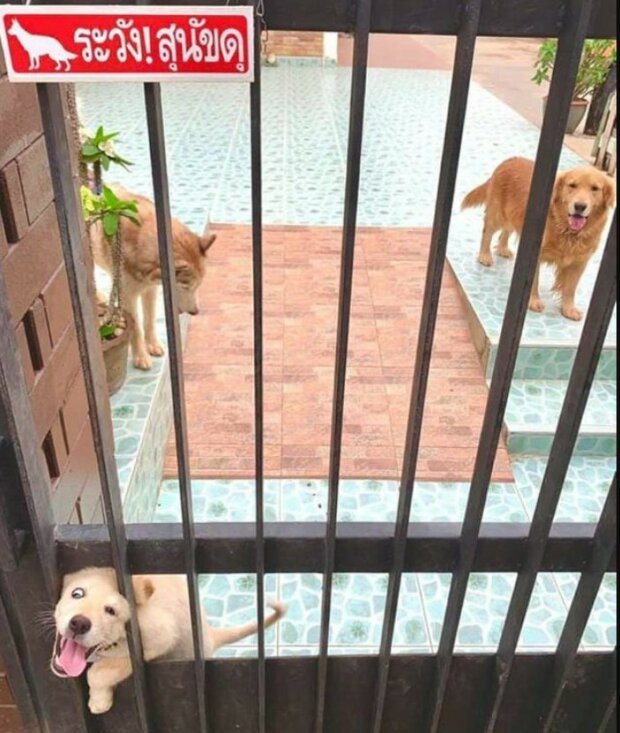 Fotografie:duck.show