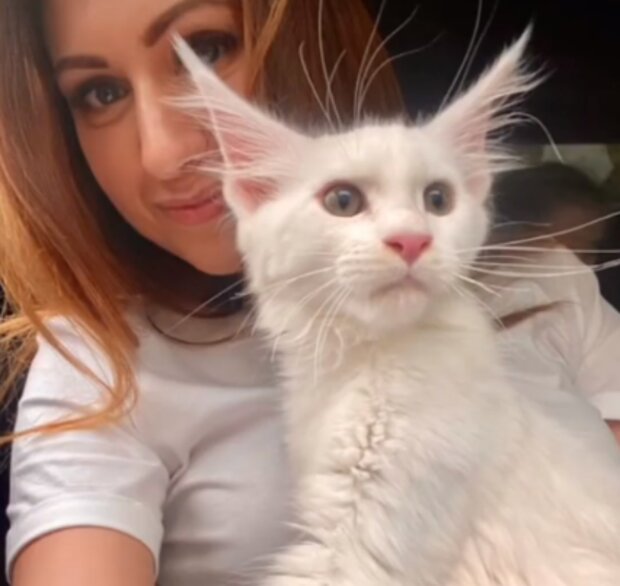 Kocour. Foto: snímek obrazovky Instagram