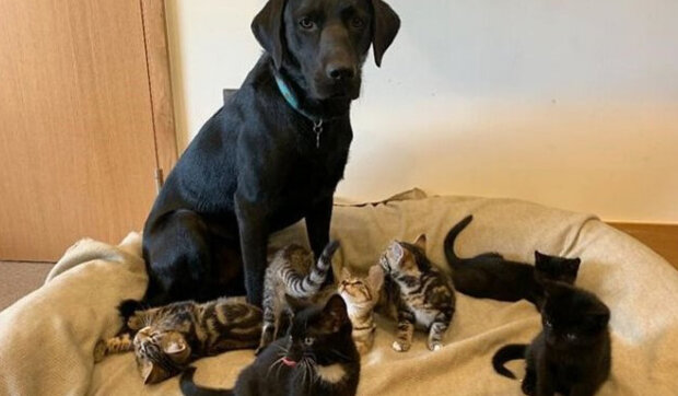 Labradorský retrívr Bertie, roční pes, se ocitl na vrcholu, vychoval 7 koťat bez matky: Jak se cítí koťata