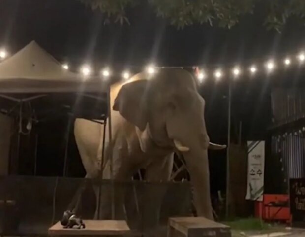 Slon. Foto: snímek obrazovky YouTube