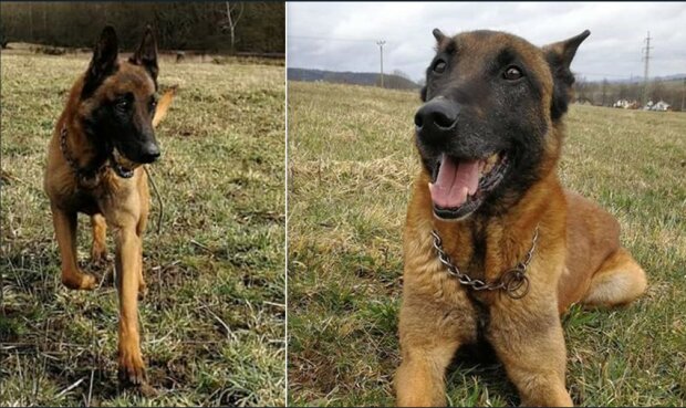 Po deseti letech ve věznici v Horním Slavkově zůstal pes bez domova: kynolog a bývalý partner hledá rodinu pro staršího psa