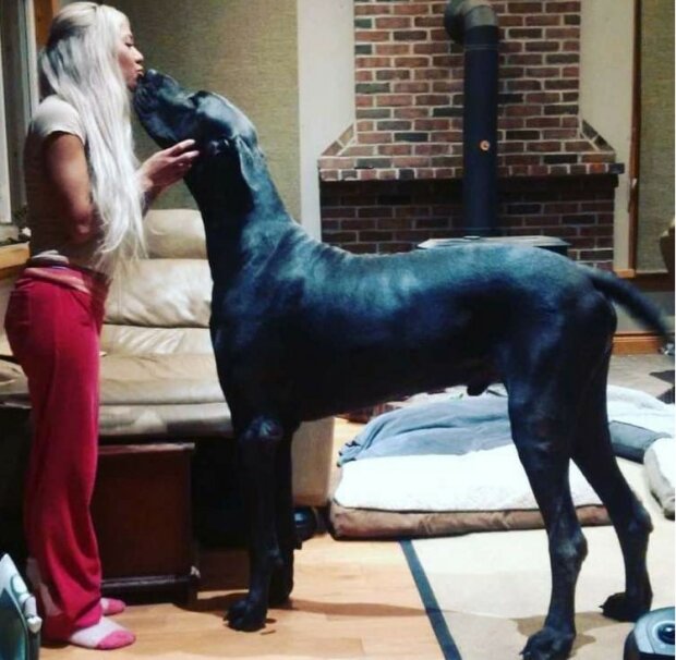 Německý dog váží 95 kilogramů: je tak obrovský, že  kolemjdoucí ho považují za koně
