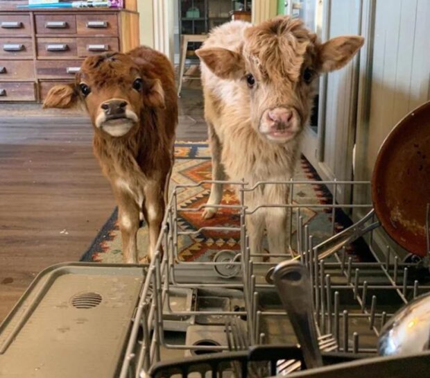 Fotografie: reddit.com